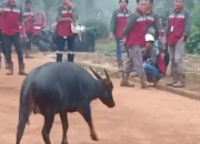 Detik-Detik Anoa Masuk Kawasan Perusahaan Tambang di Konawe