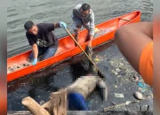 Ditemukan Mayat Seorang Penjual Ayam Mengapung di Belakang Terminal Laino Muna